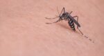 Yunanistan’da Batı Nil virüsü vakaları ve ölümler artıyor